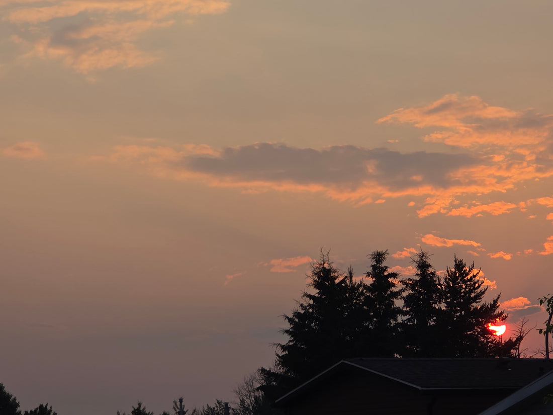 Alberta sunset with silhouetted spruce trees and a glowing sun dipping below the horizon